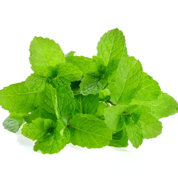 mint-leaf-white-background