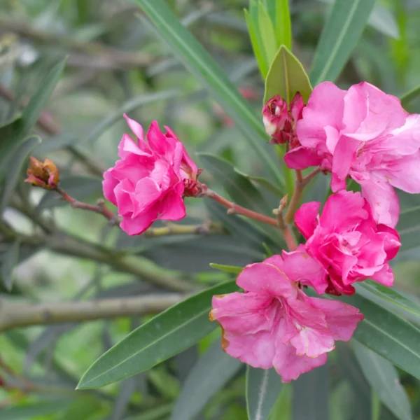 nerium-oleander-bloom-pink-siplicity-bunch-flowers-green-leaves-branches-nerium